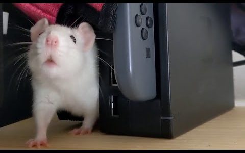 ネズミがゲーム機に潜り込む…!!🎮🐀【ファンシーラット】