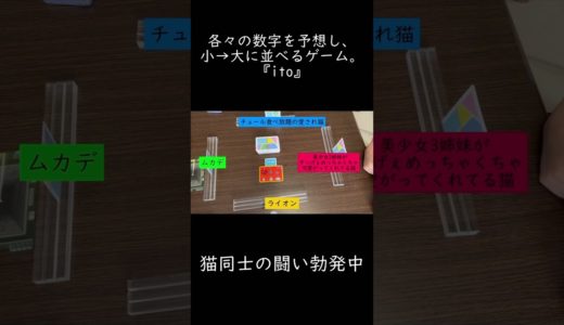 猫同士の戦い勃発　#ボードゲーム #ボードゲームレビュー #ボードゲーム紹介 #ito #猫 #猫のいる暮らし #猫の喧嘩 #ラノベ #ラノベライトノベル #ライトノベル #転生もの