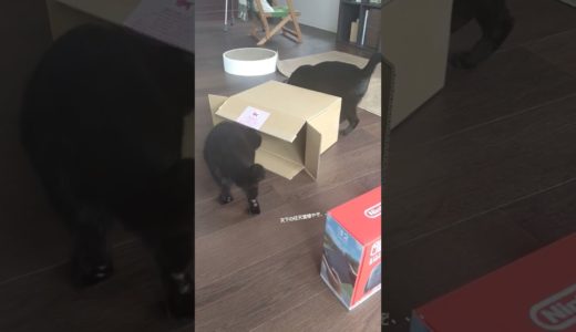 最新ゲームハード機に見向きもしない【つぶこし】#switch2 #cat #shrots #つぶこし #保護猫 #猫のいる暮らし #黒猫の日常 #nintendo